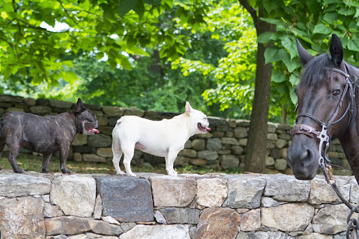 As you can tell, we Frenchies pant when we get hot. You look like you're moving kind of slow in this heat. As you can tell, we Frenchies pant when we get hot. You look like you're moving kind of slow in this heat.