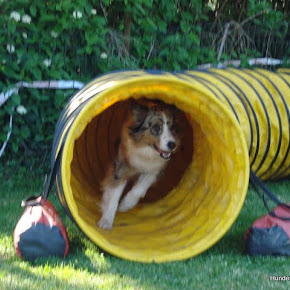 Agility2011 Agility2011