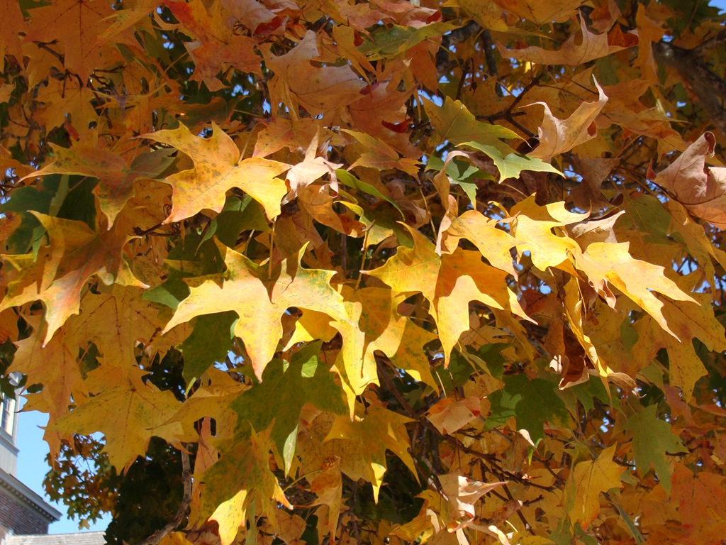[PHIPPS%2520CHRISTMAS%25202010%2520THANKSGIVING%2520007%255B4%255D.jpg]