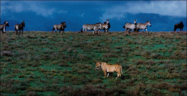 'The Serengeti strategy is often employed wherever there is a strong and widespread consensus among the world's scientists about the underlying cold, hard facts of a field, whether the subject be evolution, ozone depletion, the environmental impacts of DDT, the health effects of smoking, or human-caused climate change,' writes Michael Mann. Photo: Brocken Inaglory / Bulletin of Atomic Scientists