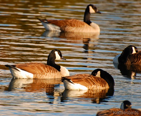 10. watching birds-kab