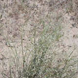 Native Grass
