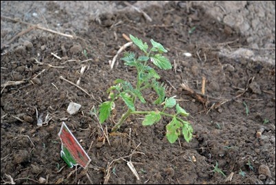 tomato plant