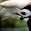 Palawan hornbill