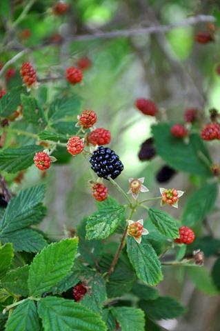 [blackberries%2520in%2520the%2520shade%2521%2520051412%2520%25281%2529%255B4%255D.jpg]