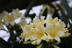 These lovely yellow blooms belong to clivia Sir John Thuron, a rather rare variety that Sir John Thuron, an esteemed plantsman, brought from Britain to his gardens in Philadelphia in the 1950s.  Martha is lucky to have one.