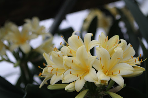 These lovely yellow blooms belong to clivia Sir John Thuron, a rather rare variety that Sir John Thuron, an esteemed plantsman, brought from Britain to his gardens in Philadelphia in the 1950s.  Martha is lucky to have one.