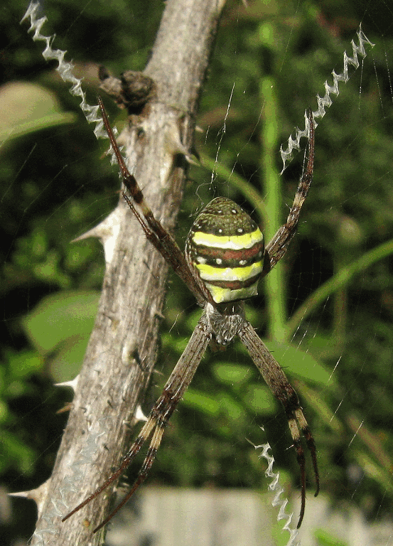 [spider%255B8%255D.gif]