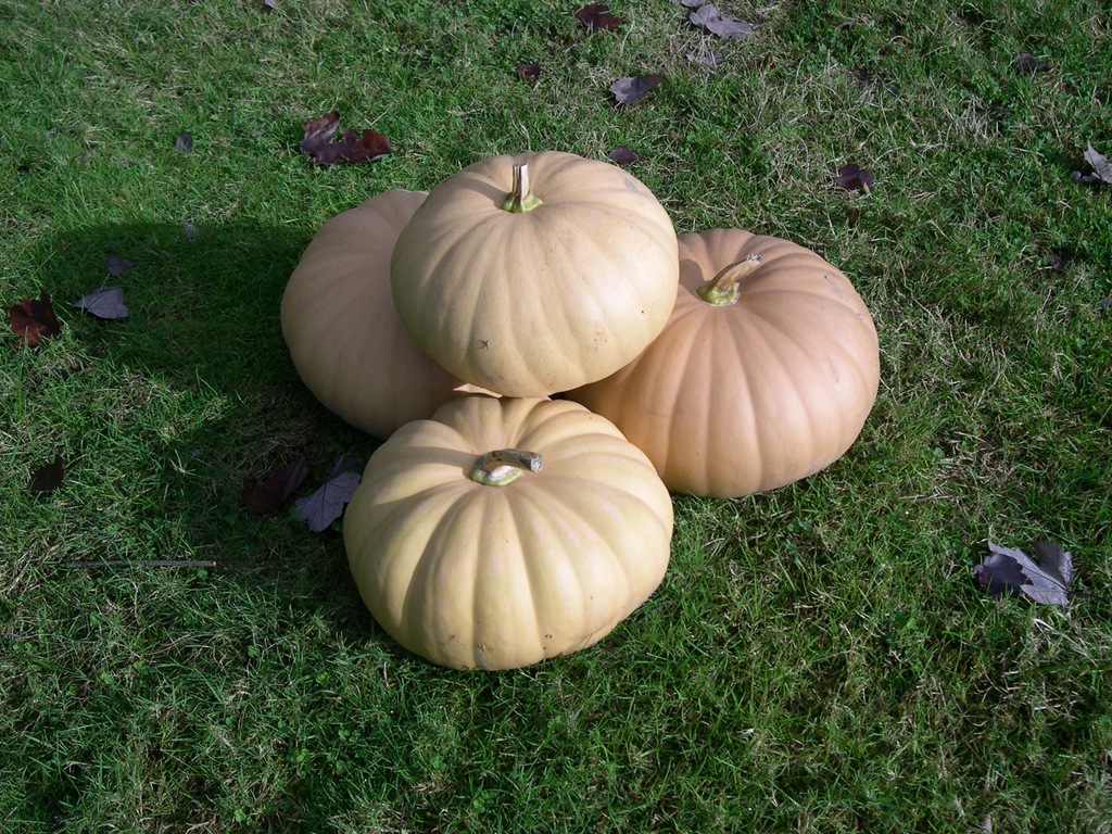 [cheese-pumpkins3.jpg]