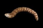Holothuria aff. impatiens. Kosrae, Federated States of Micronesia.