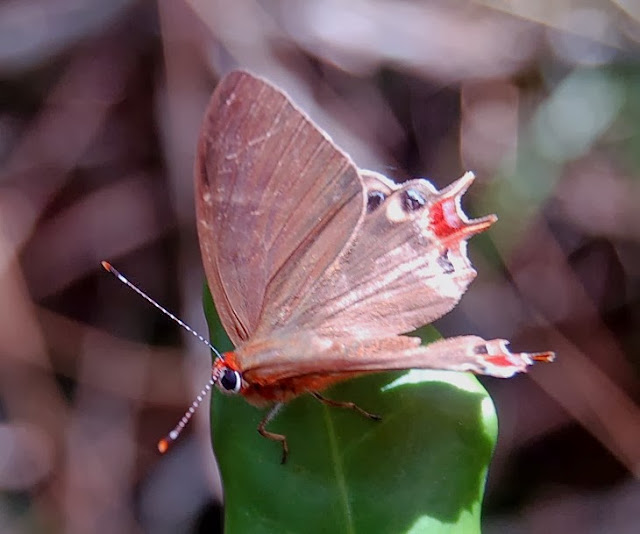 Riodinidae : Saribia tepahi BOISDUVAL, 1833, endémique. Saha Forest Camp, Anjozorobe (Madagascar), 2 janvier 2014. Photo : T. Laugier