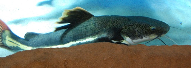 [aquarium15%255B2%255D.jpg]