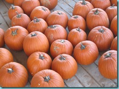 fall 016 fall 016