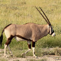 Gemsbok