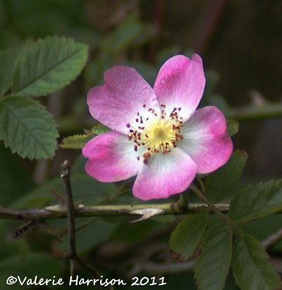 [1-dog-rose%255B2%255D.jpg]