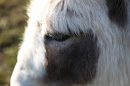 So now you know a thing or two about mini-donks and we think you'll agree that they're quite worthy of our thanks!