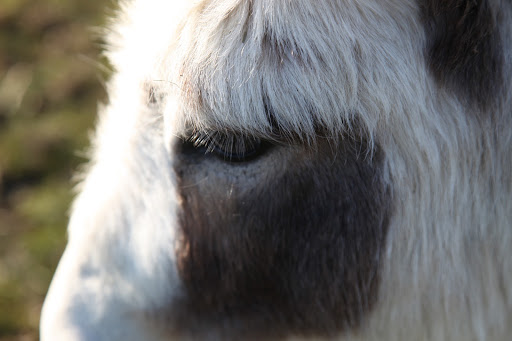 So now you know a thing or two about mini-donks and we think you'll agree that they're quite worthy of our thanks!