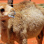 A Young Camel Under The Care of Uluru Camel Tours - Yulara, Australia
