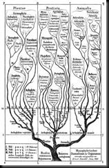 386px-Haeckel_arbol_bn 386px-Haeckel_arbol_bn