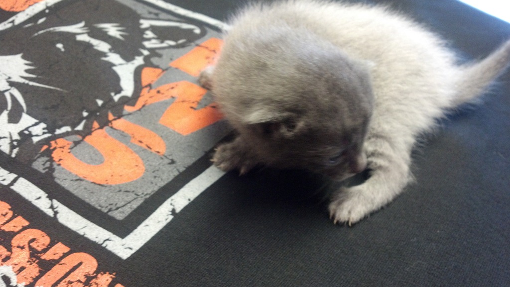 [kitten7wolf%255B9%255D.jpg]