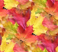 БЕСШОВНЫЕ ФОНЫ DSCN4975_thumb%25255B2%25255D