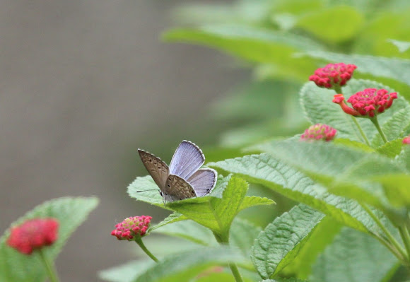 Spotting Image 1