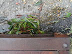 Storm Drain 3.jpg