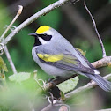 Golden-winged Warbler