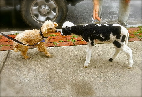 On a recent trip to a local farmer's market, Sammi got to bump noses with a lucky little lamb who had been adopted by some kind humans... On a recent trip to a local farmer's market, Sammi got to bump noses with a lucky little lamb who had been adopted by some kind humans...
