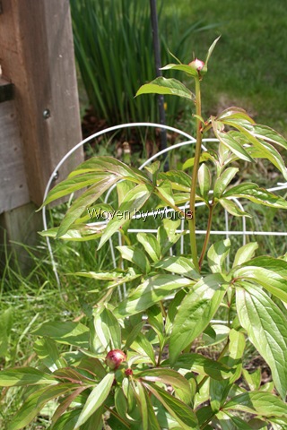 [IMG_6410%255B5%255D.jpg]