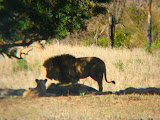 One of the big male lions got up for a short stretch. Transition to Madagascar - 025.jpg
