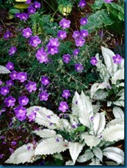 lungwort with cranesbill