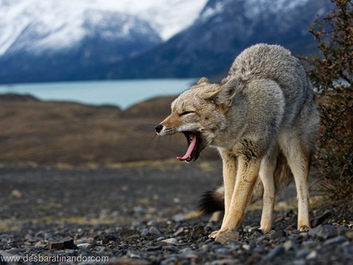 animais national geographic desbaratinando  (18)