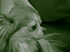 Once this pooch- named, 'little monster'- learned that her photo was for an American blog- one by THE famous Frannie and Sharkey Stewart dogs, she insisted on having more photos taken... and here is my good side...be sure and snap me this way.... 
(photo by Ola Widen)