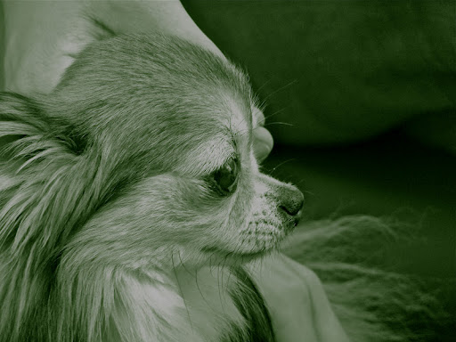 Once this pooch- named, 'little monster'- learned that her photo was for an American blog- one by THE famous Frannie and Sharkey Stewart dogs, she insisted on having more photos taken... and here is my good side...be sure and snap me this way.... 
(photo by Ola Widen)