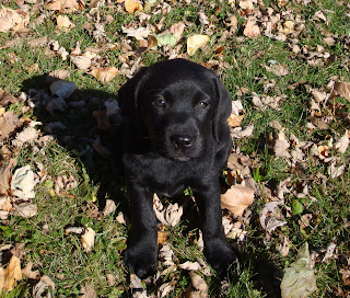 "Rushwind's Treasure At Nightfall"Nyx at 7 weeks old