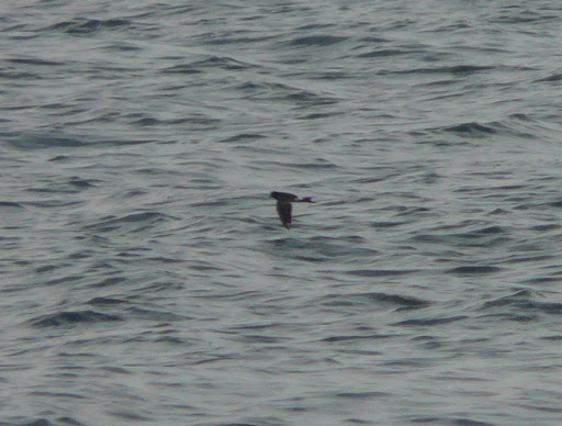 One of my 6 lifer WILSON'S STORM PETRELS!!!  Very cropped photo but just for the record