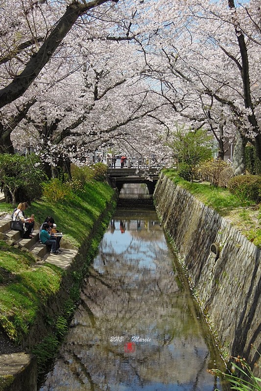 京都白川疏水櫻花