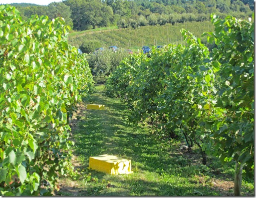 A vineyard of St. Croix grapes
