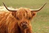 [2767263-highland-cow-just-south-of-a%255B2%255D.jpg]