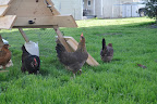  Chicken Gallery