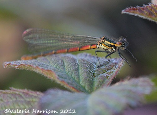 [Large-red-damselfly-2%255B2%255D.jpg]