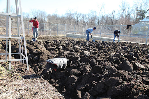 Once that job is done, the digging begins, a process that aerates the soil.  You could even spread a layer of compost first to incorporate more nutrients into the soil.  You can smell that this soil is very nutrient-rich!