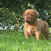 puppies_agosto4.jpg