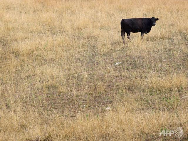 A cow feeds in a drought-damaged pasture as temperatures climb near 100 degrees on 17 July 2012 near Princeton, Indiana. Scott Olson / Getty Images / AFP