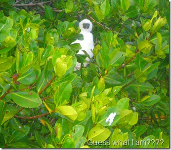 is it a baby panda, monkey or booby bird?