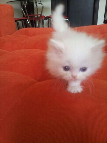 [funny-animals-cute-7%255B2%255D.jpg]