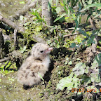 DSCN9533.JPG