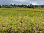 Ubud