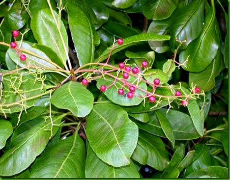 Buchanania_arborescens Buchanania_arborescens